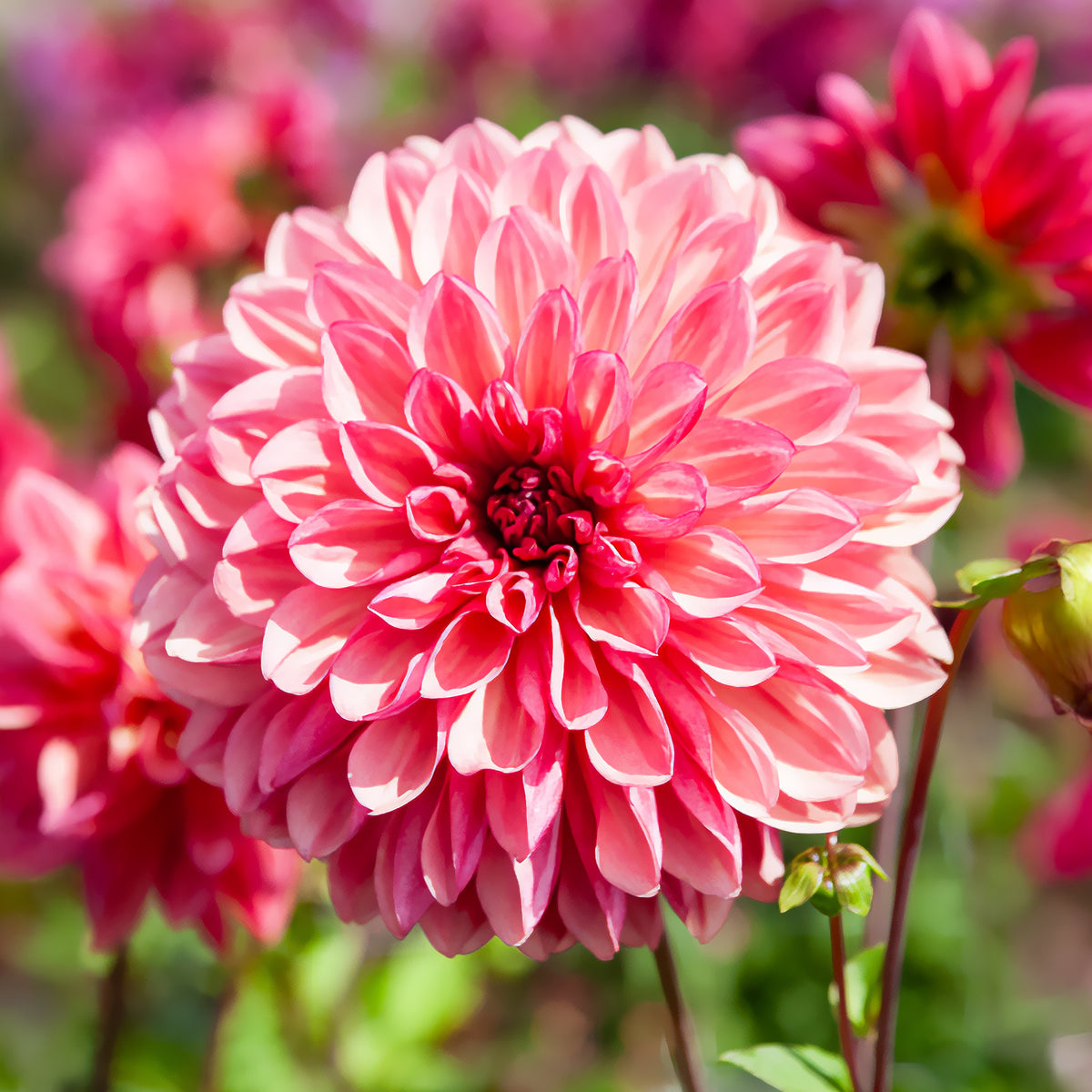 Dahlia Bacardi - Decoratieve dahlia ’Baccardi' (x3) - Dahlia