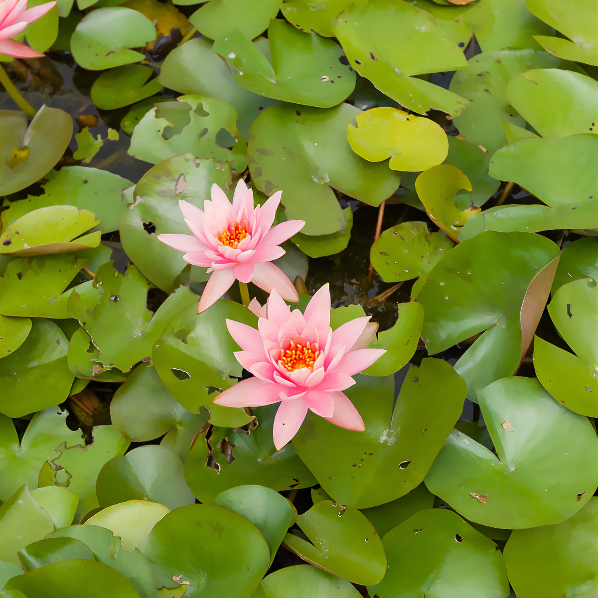 Waterlelie 'Colorado' - Nymphaea Colorado - Bakker