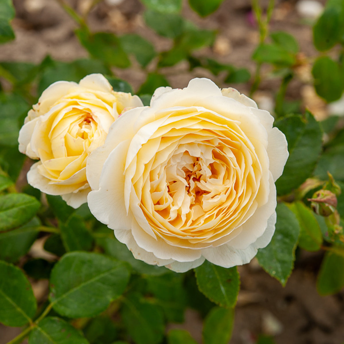 Rosa Claire Austin® Ausprior - Klimroos Claire Austin® - Rozen