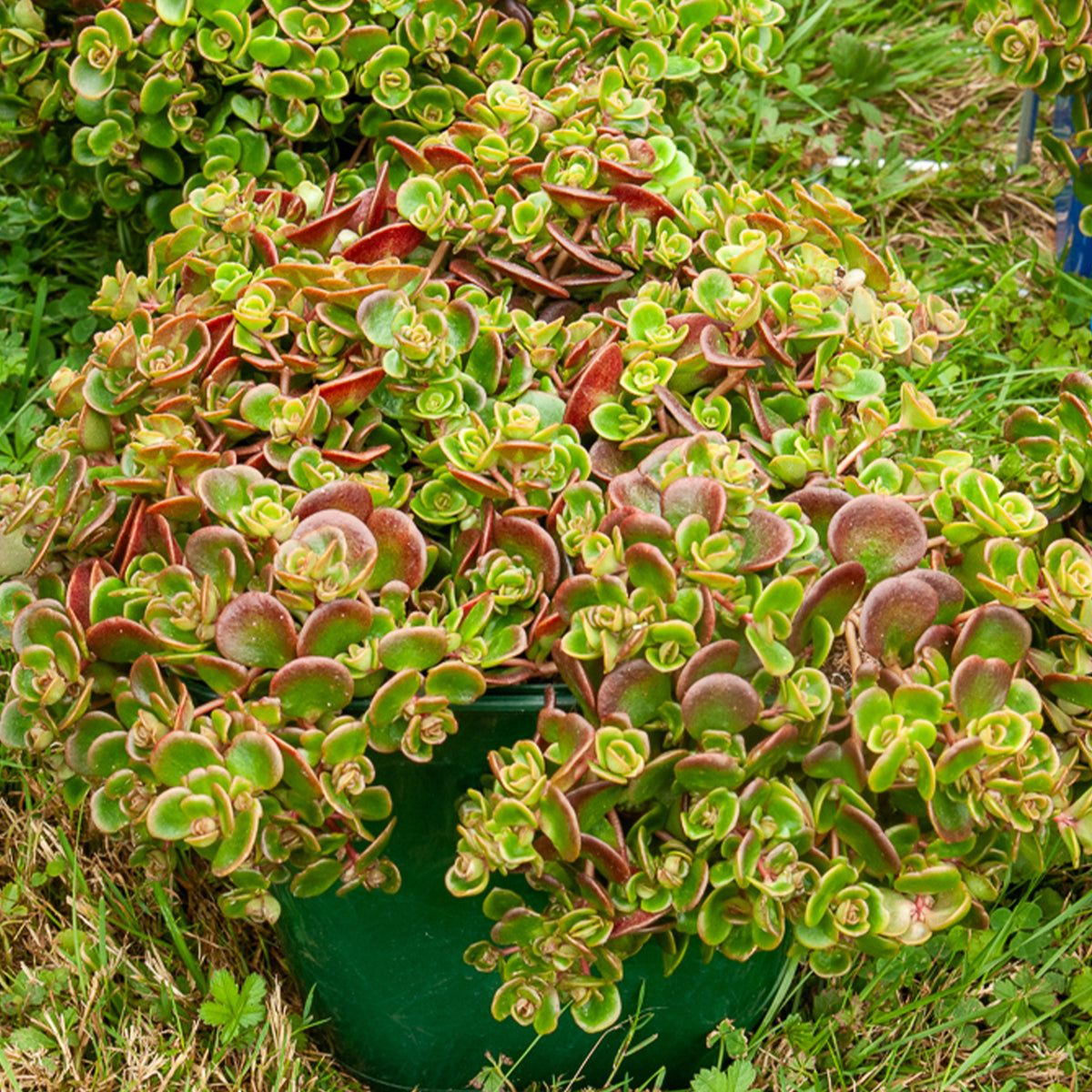 Muurpeper 'Coral Reef' / Sedum tetractinum - Sedum tetractinum Coral Reef - Bakker