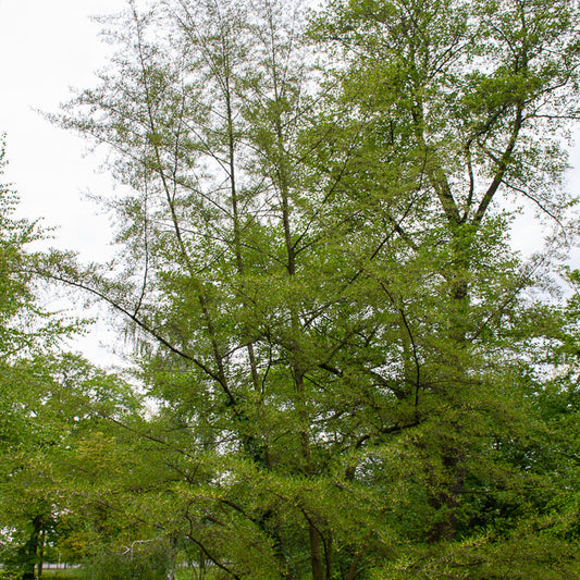 Zwarte els 'Imperialis' - Bakker