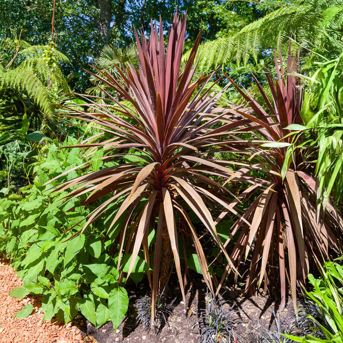 Rode Koolpalm - Cordyline australis Red Star - Bakker