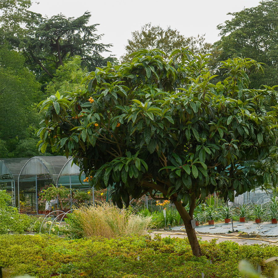 Verkoop Japanse wolmispel - Eriobotrya japonica