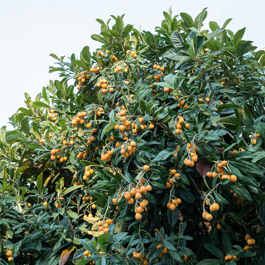 Mespilus - Mispel - Japanse wolmispel - Eriobotrya japonica