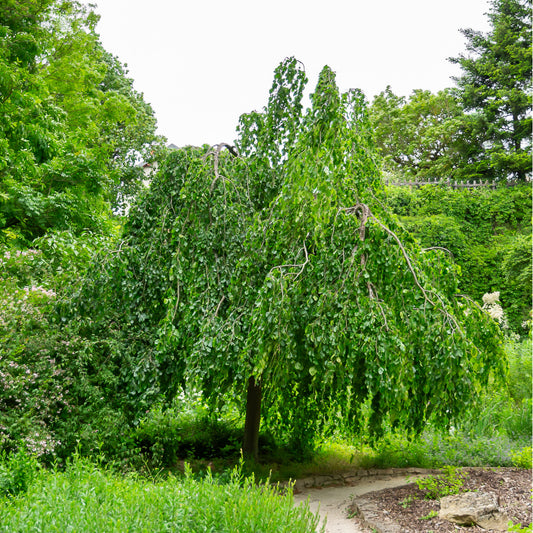 Groene treurbeuk - Bakker