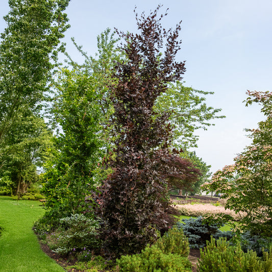 Rode zeilbeuk - Bakker