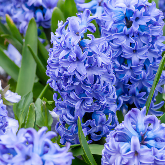 Hyacint Delft Blue - Bakker