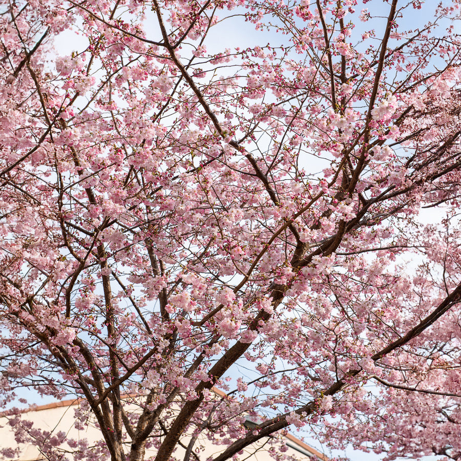 Prunus Accolade - Japanse sierkers 'Accolade' - Japanse kersenbloesem - Prunus