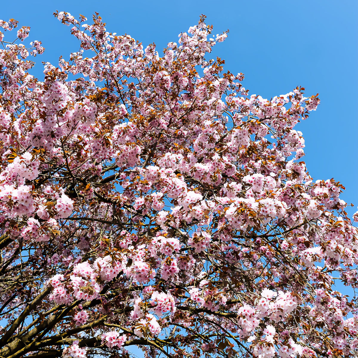 Sargentkers - Prunus sargentii - Bakker