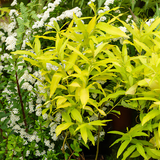 Wilg / Salix sachalinensis 'Golden Sunshine' - Bakker