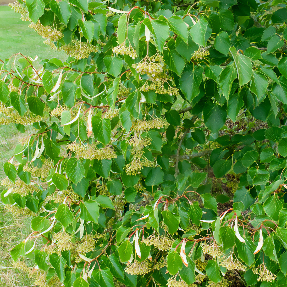 Gewimperde linde - Tilia henryana - Bakker