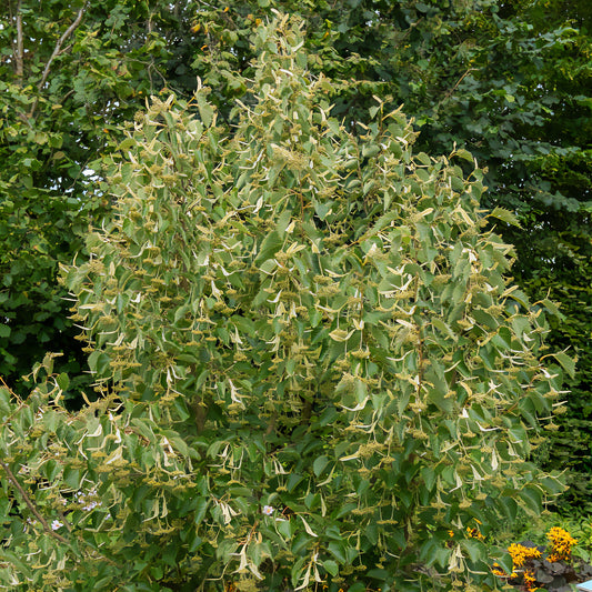 Gewimperde linde - Bakker