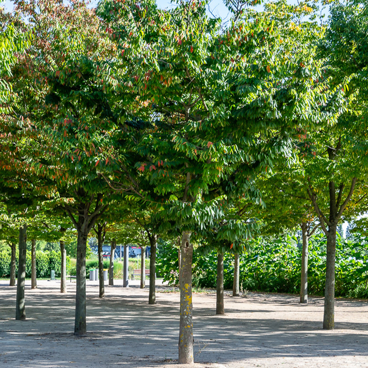Zelkova serrata - Japanse zelkove / Japanse schijniep - Bomen
