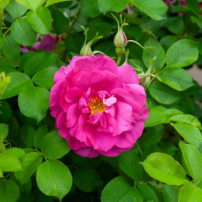 Struikroos Rosa 'Wild Edric' - Rosa Wild Edric - Bakker
