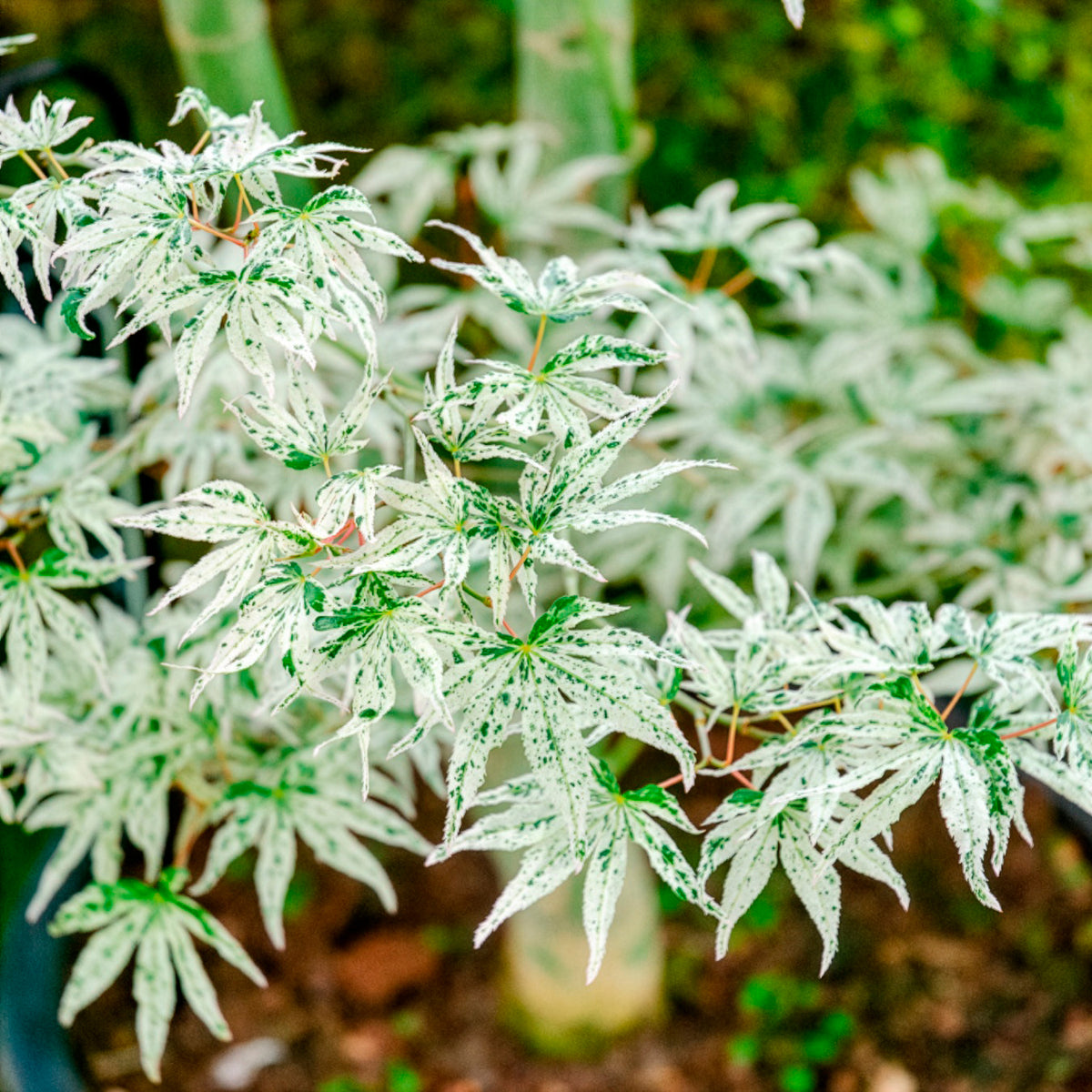 Japanse esdoorn Ukigumo - Acer palmatum 'Ukigumo' - Bakker