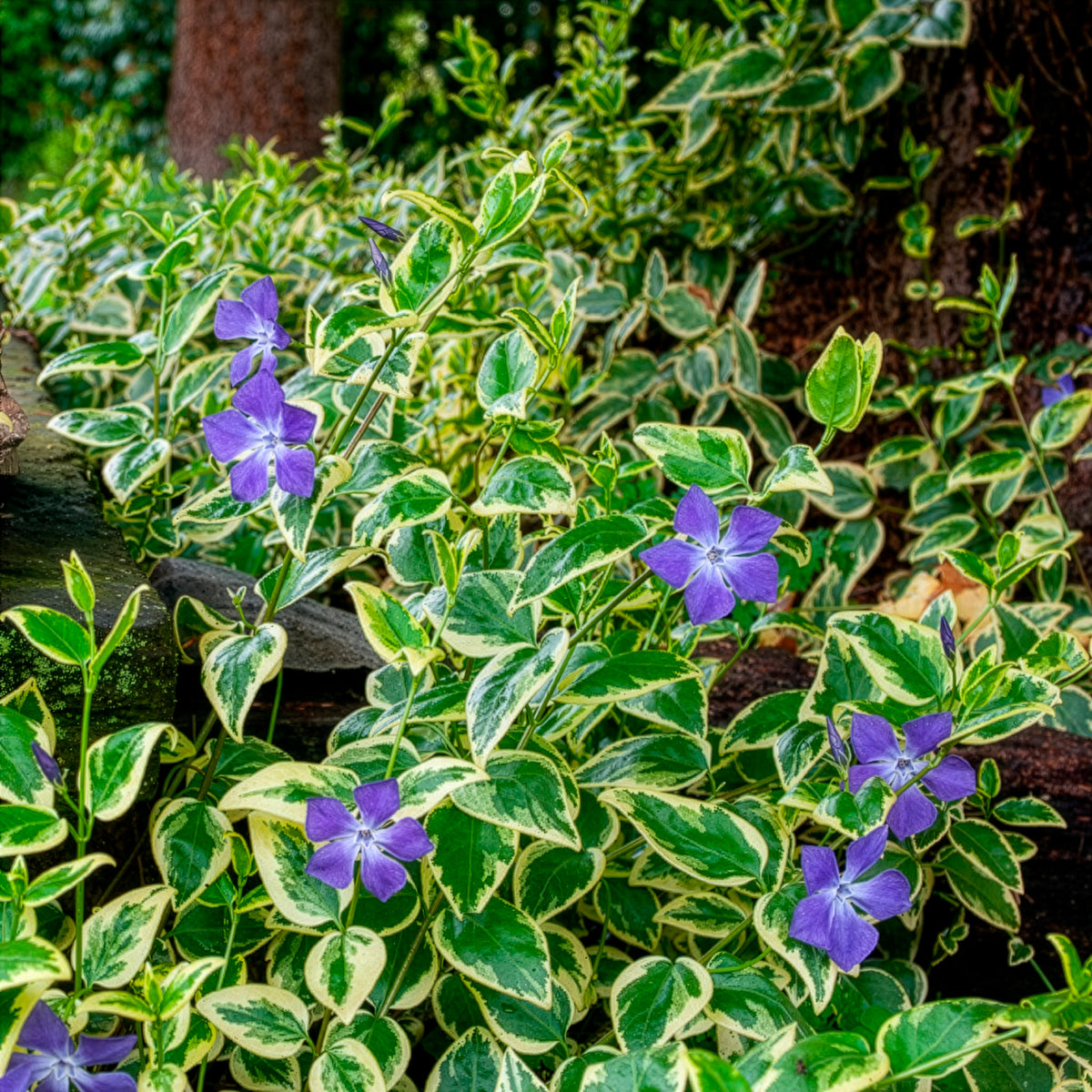 Grote maagdenpalm Variegata - Vinca major Variegata - Bakker