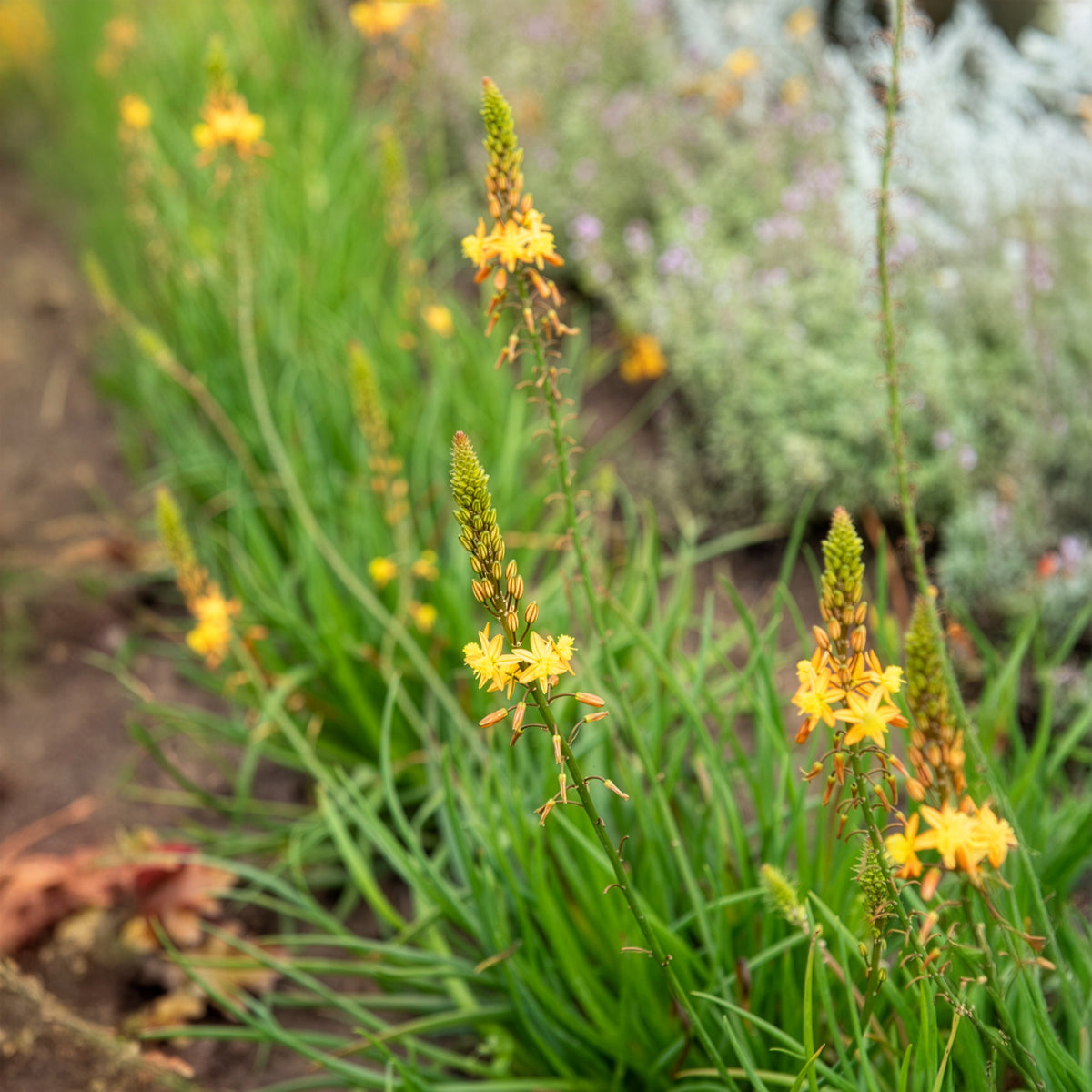 Gele kattenstaart Médicus ® - Bulbine frutescens Médicus ® - Bakker