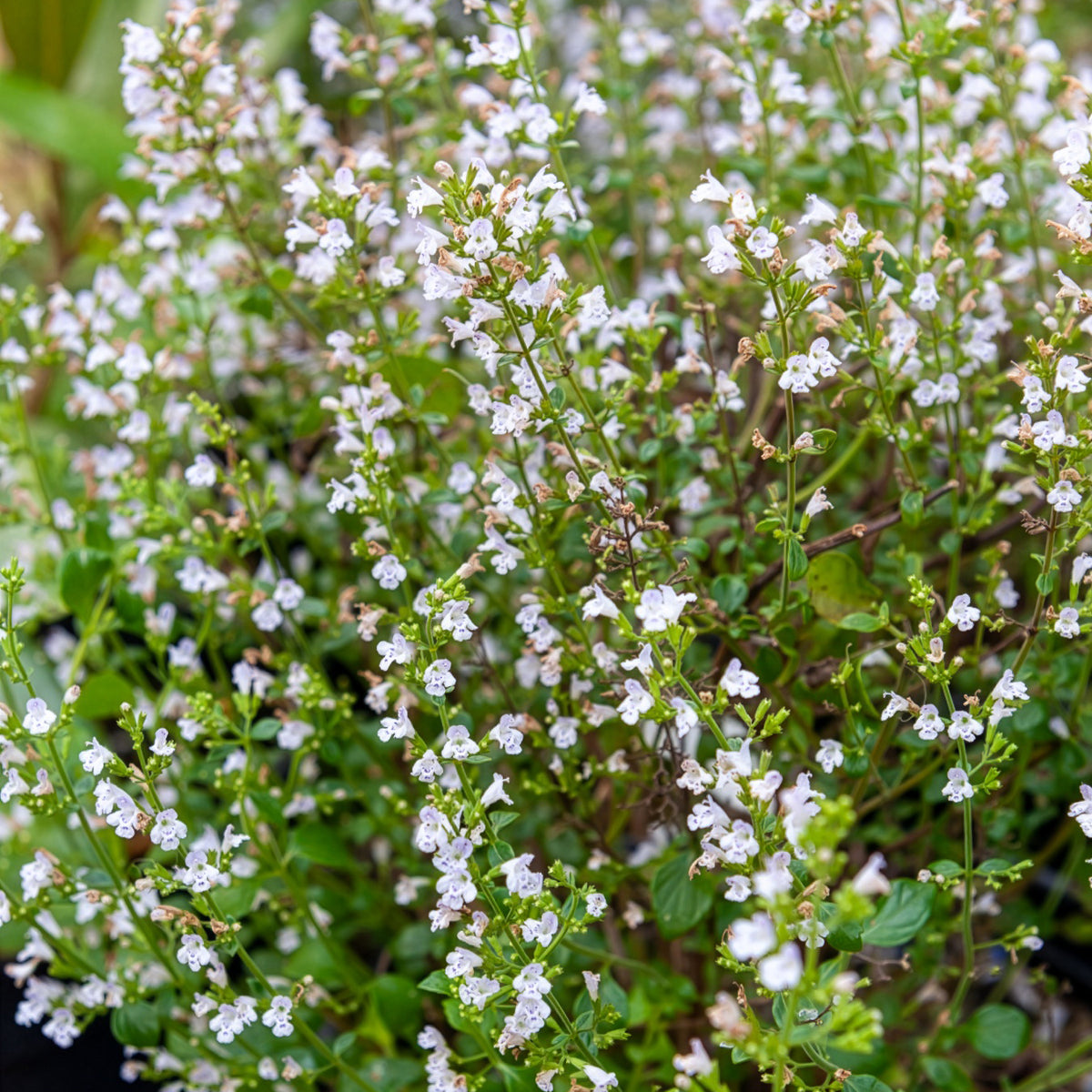 Bergsteentijm Menthe - Bakker