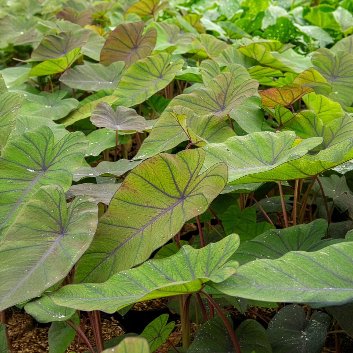 Colocasia Madeira / Olifantsoor - Bakker