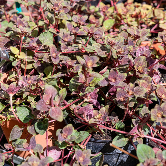 Wederik Persian Chocolat® - Bakker