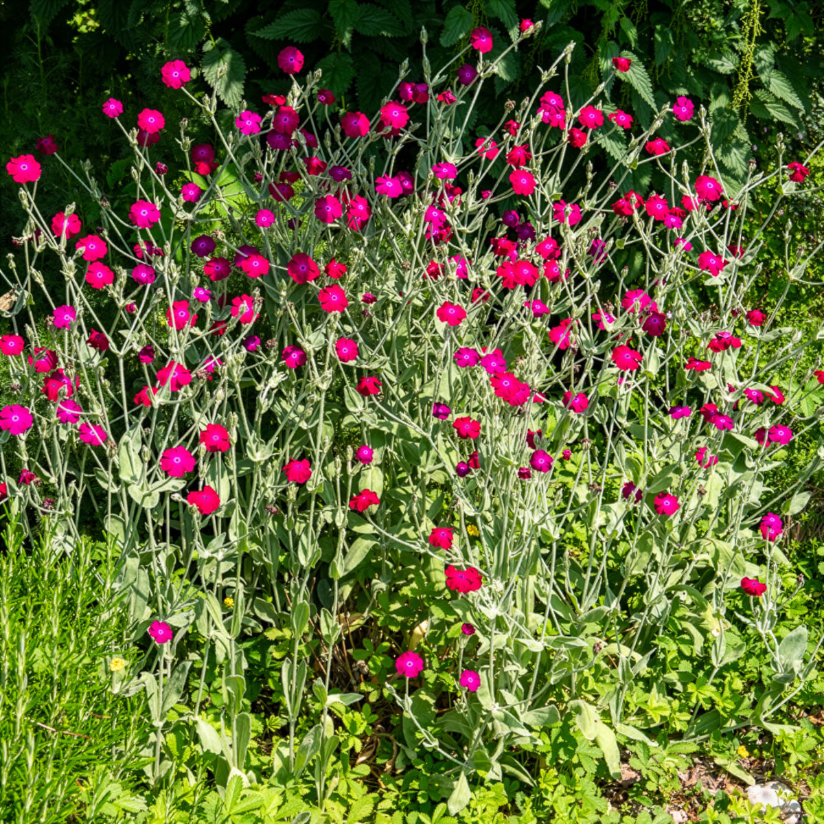 Lychnis coronaria - Prikneus - Bloeiende vaste planten