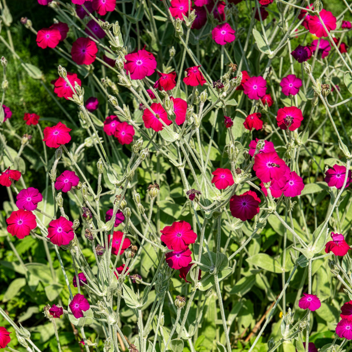 Prikneus - Lychnis coronaria - Bakker