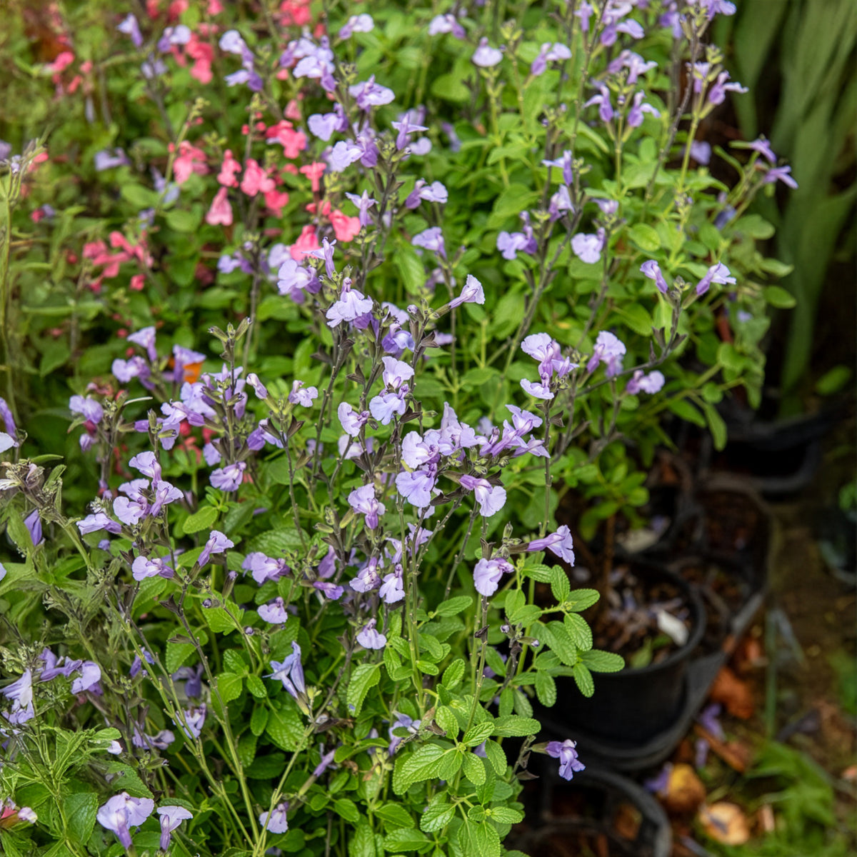 Salie - Salie So Cool Pale Blue - Salvia microphylla So Cool Pale Blue