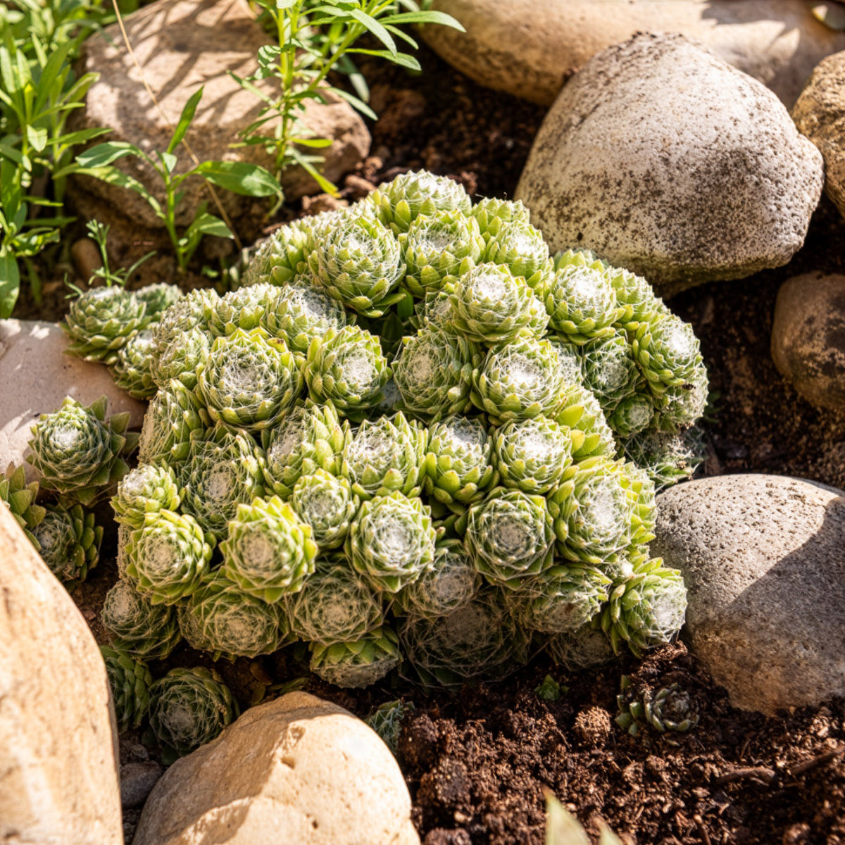 Sempervivum - Huislook - Huislook Chick Charms ® Cotton Candy - Sempervivum Chick Charms® Arctic white