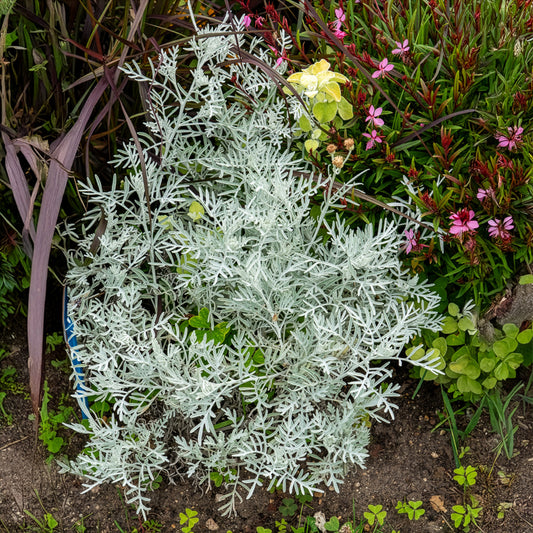 Senecio viravira - Bakker