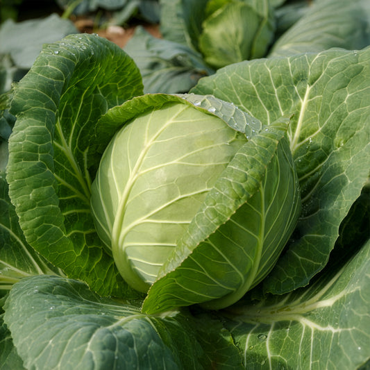 Witte kool Tête de Pierre F1 - Bakker