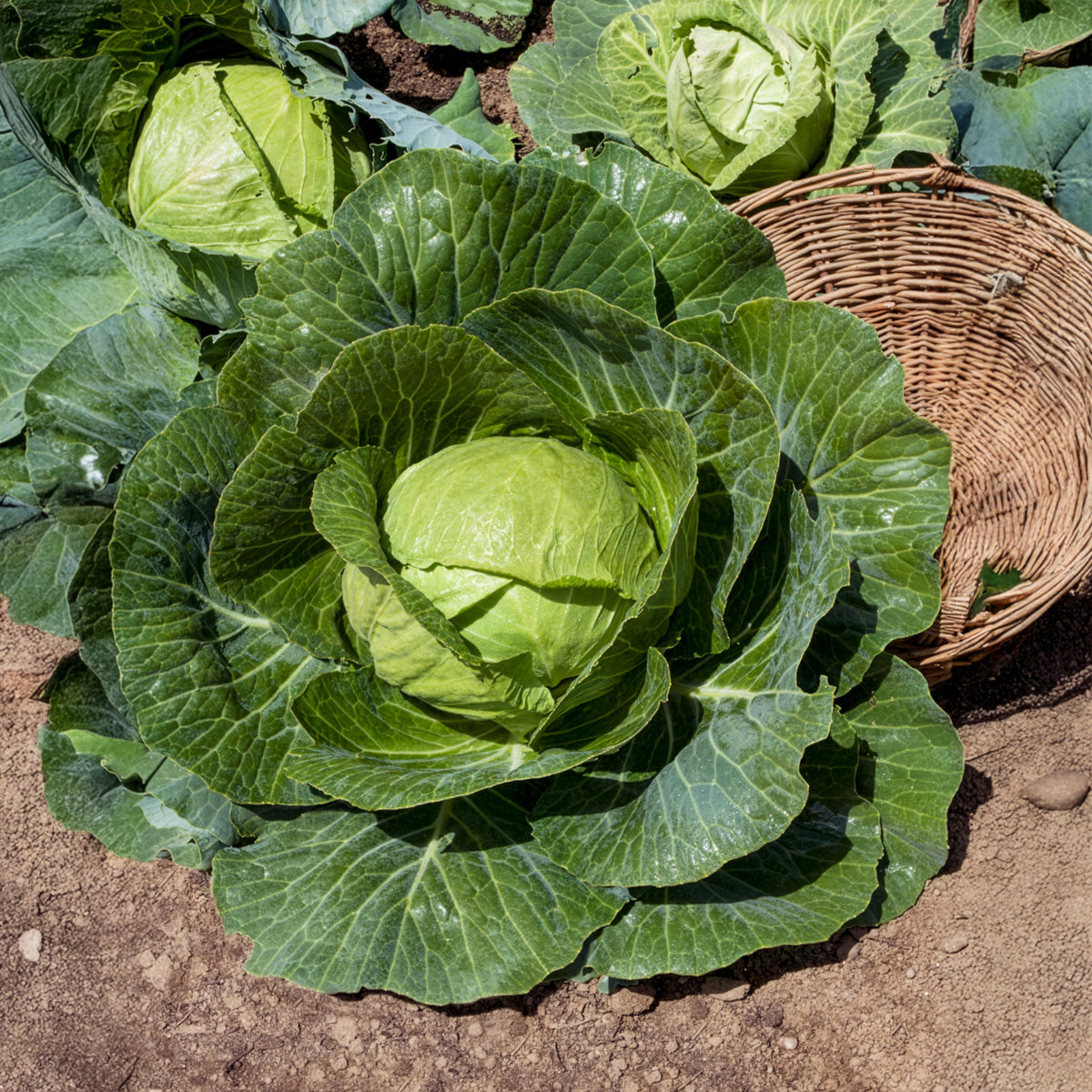 Witte kool Tête de Pierre F1 - Brassica oleracea capitata Tête de Pierre F1 - Bakker