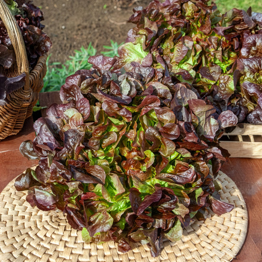 Sla Eglanti - Bakker