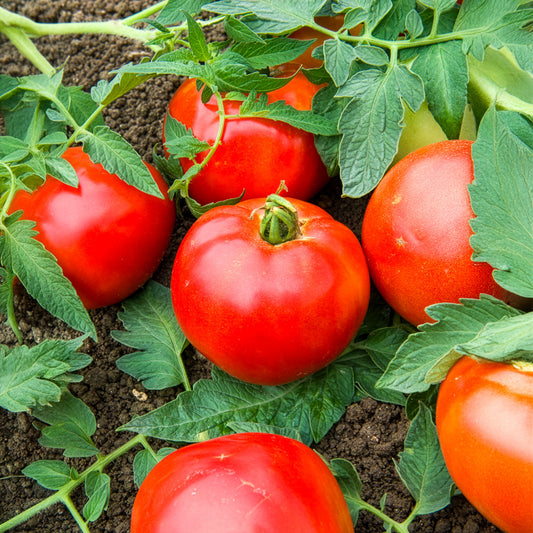 Tomaat Pyros F1 - Bakker