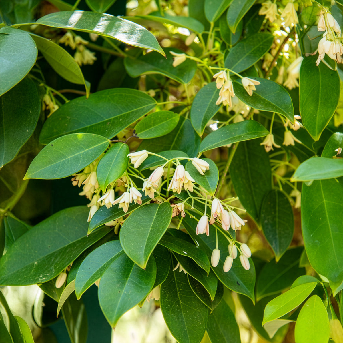 Holboellia coriacea - Holboellia coriacea - bloeiende klimplanten