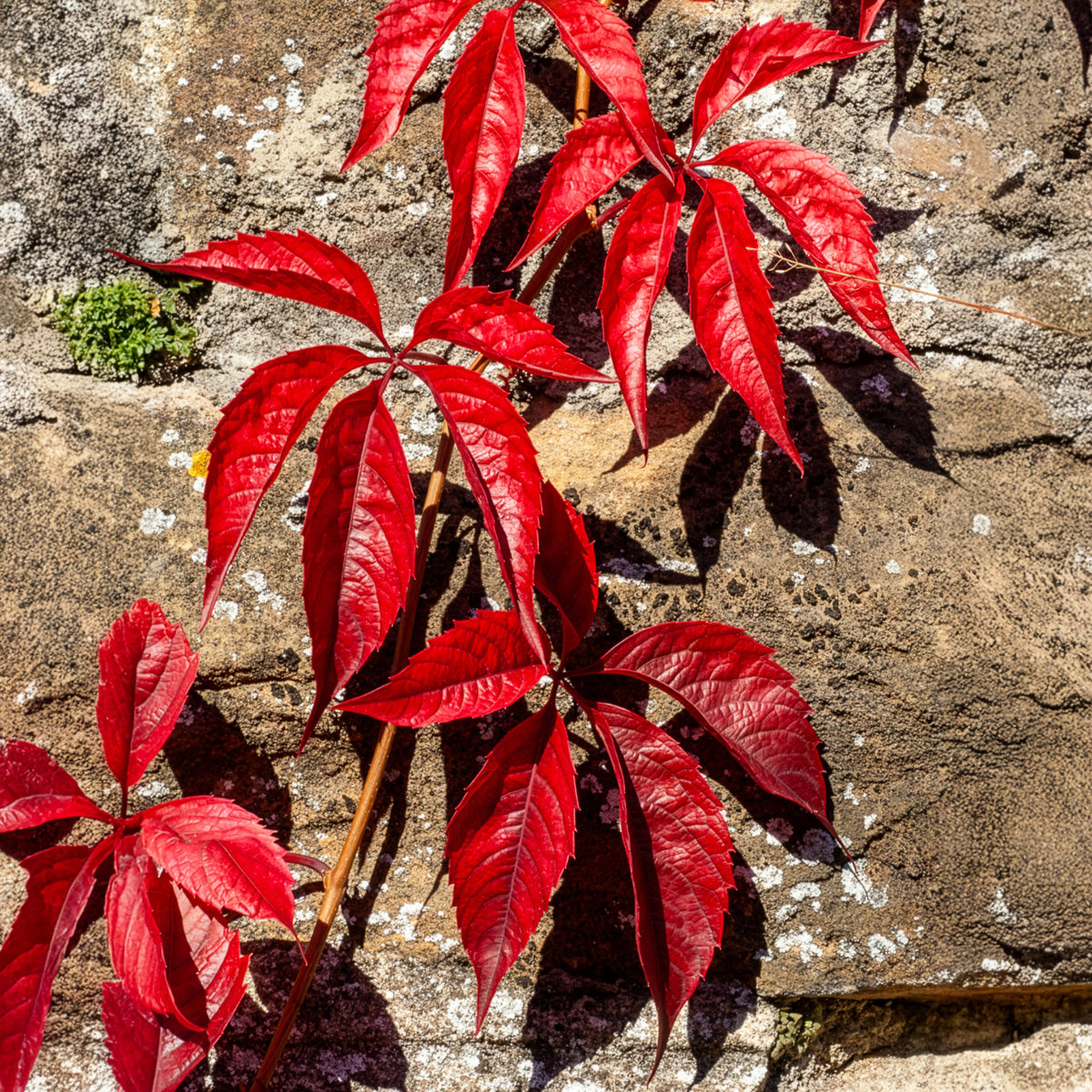 Wilde Wingerd Red Wall - Bakker