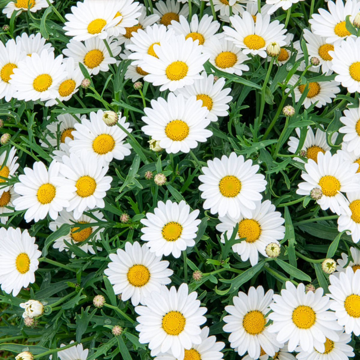 Struikmargriet - Bakker