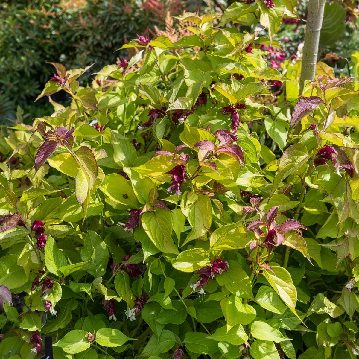 Fazantenbes Golden Lanterns - Leycesteria formosa Golden Lanterns - Bakker