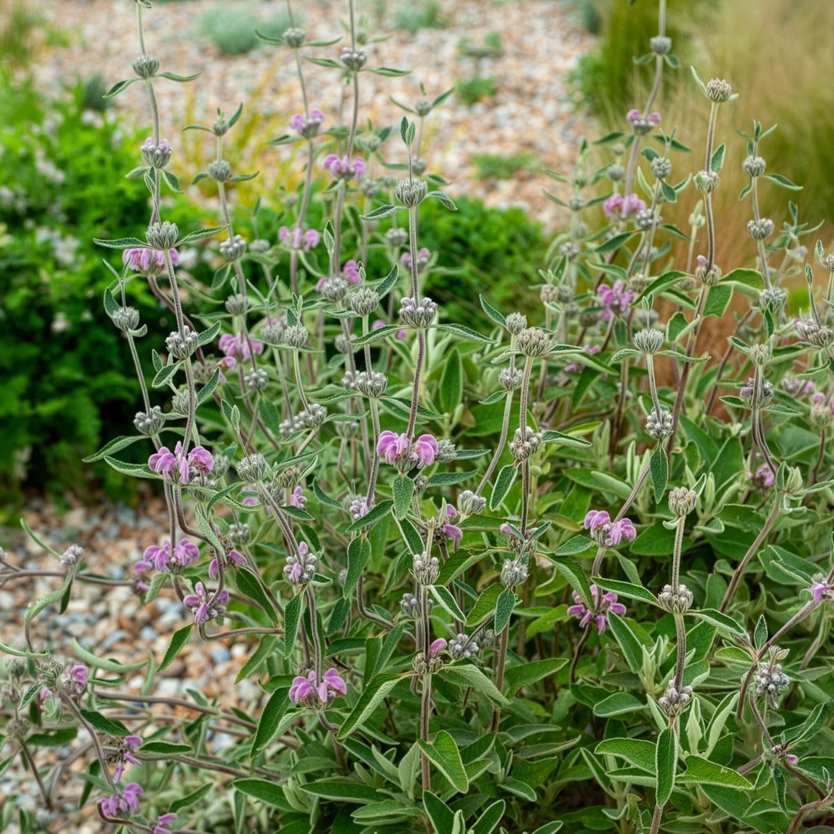 Paarse brandkruid - Phlomis purpurea - Bakker