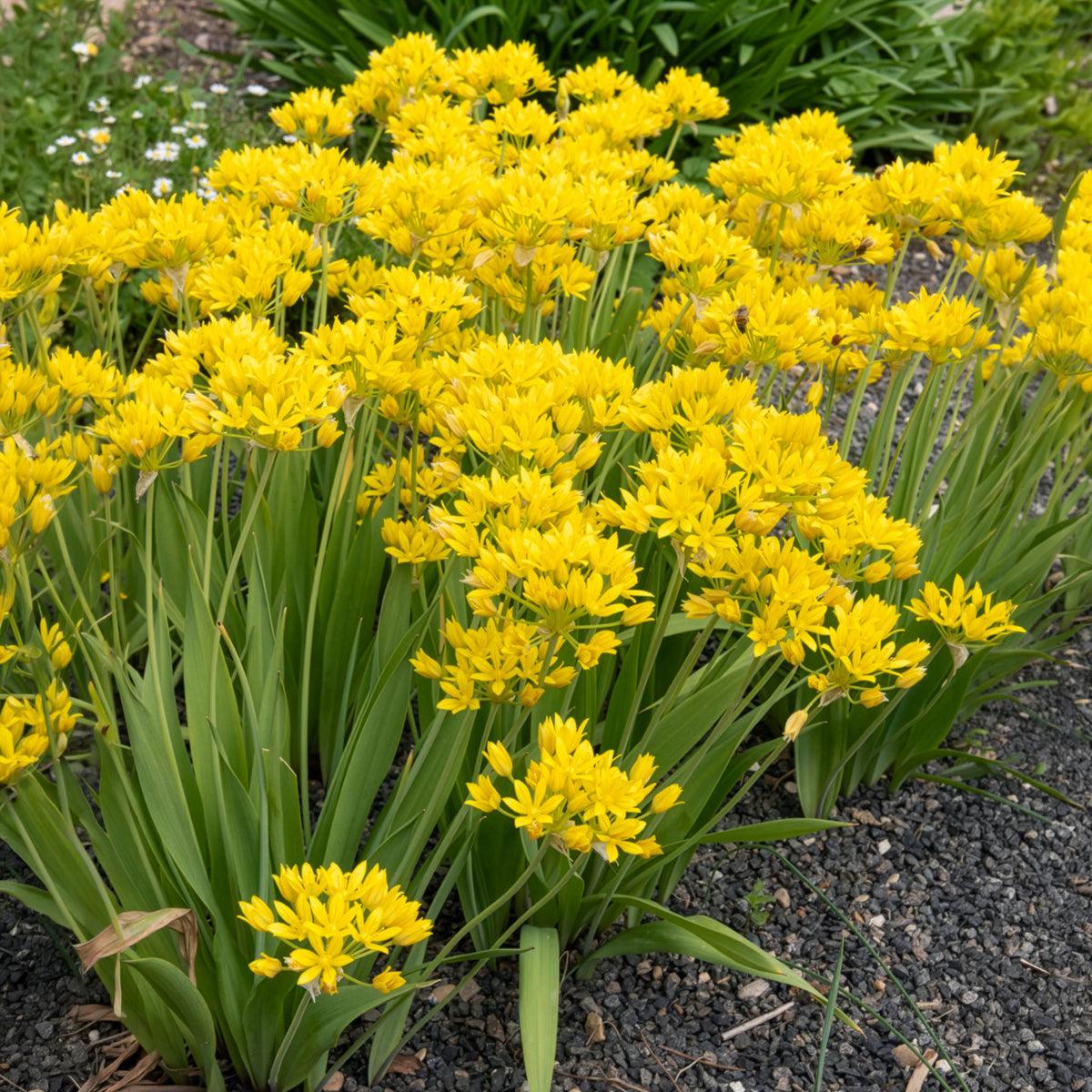 Goudlook - Allium moly - Bakker