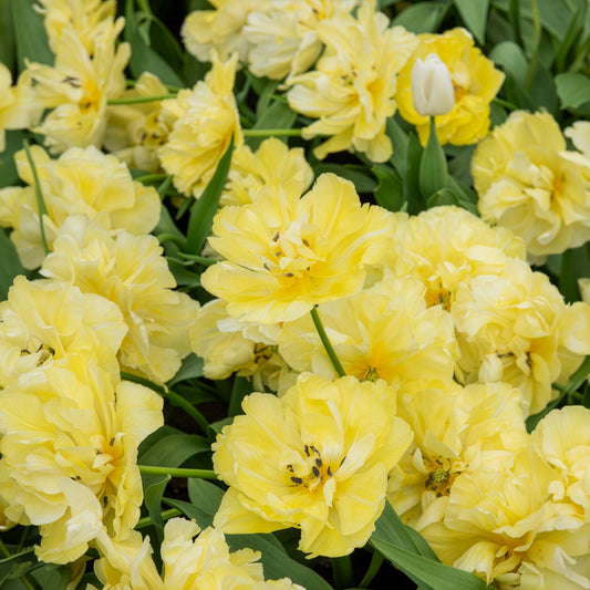 Dubbele vroege tulp Mondial - Bakker