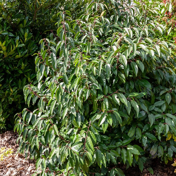 Portugese laurier - Prunus lusitanica | Bakker.com