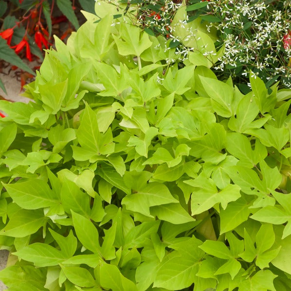 Ipomoea batatas 'sweet caroline green' - Groene zoete aardappel (x3) - Hangplanten voor terras en balkon