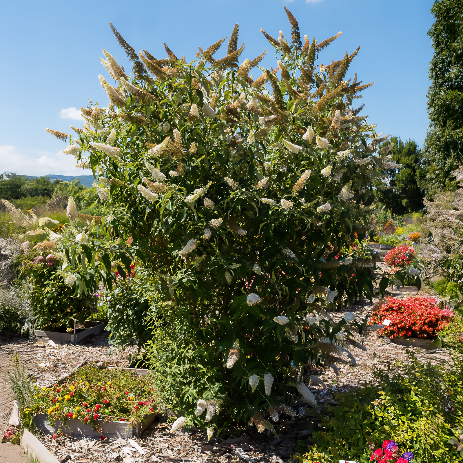 Vlinderstruik 'White Profusion' - Buddleja davidii white profusion - Bakker
