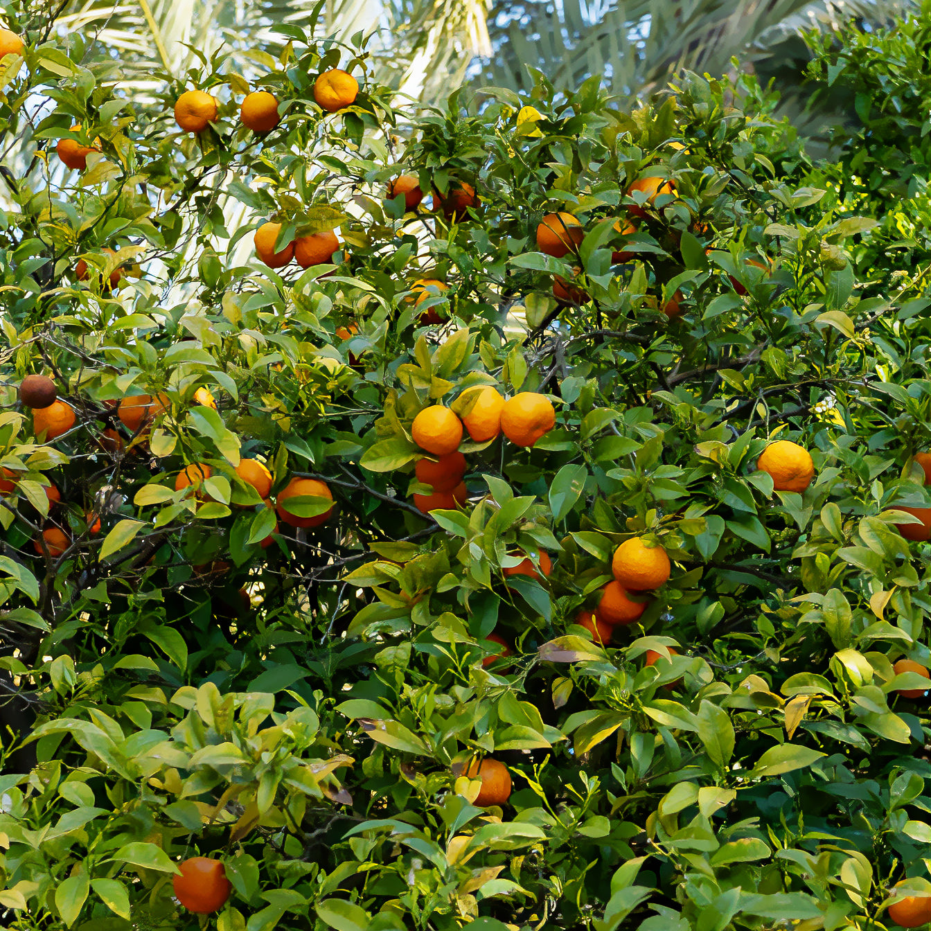 Mandarijnboom - Citrusvruchten - Bakker