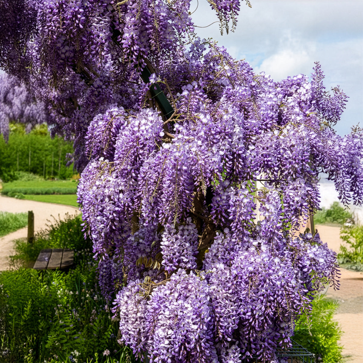 Blauwe regen 'Prolific' - Wisteria sinensis Prolific - Bakker