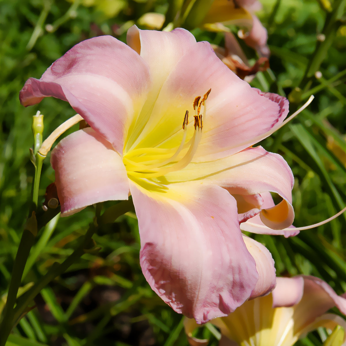 Hemerocallis Catherine woodbury - Hémérocalle Catherine Woodbury - Hemerocallis - Daglelie
