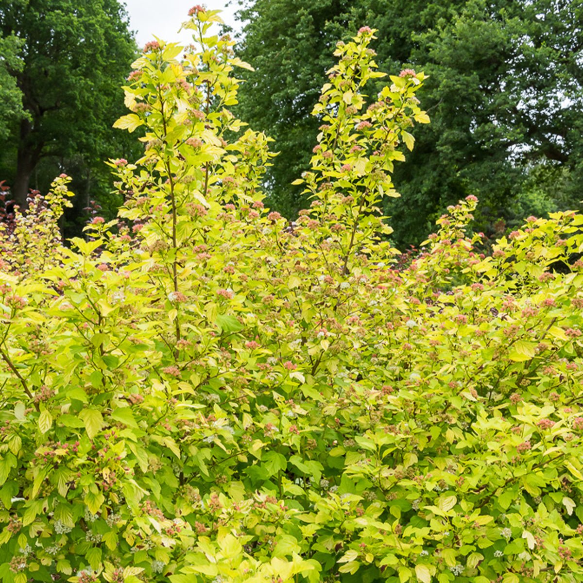 Physocarpus opulifolius Dart's Gold - Blaasspirea 'Darts Gold' - Physocarpus - Blaasspirea