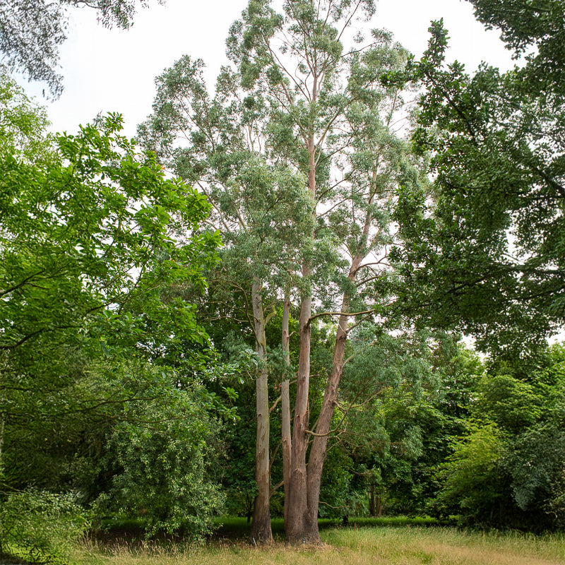 Verkoop Eucalyptus gunnii - Eucalyptus gunnii