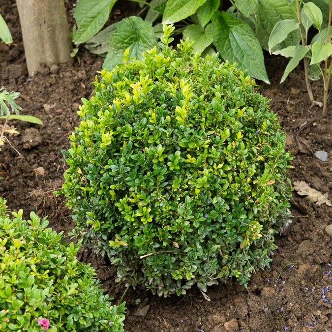 Buxushaag - Buxus sempervirens - Bakker