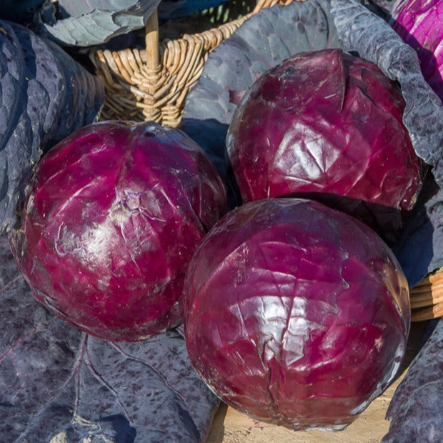 Rode kool 'Tête Noire' - Brassica oleracea capitata tête noire 3 - Bakker